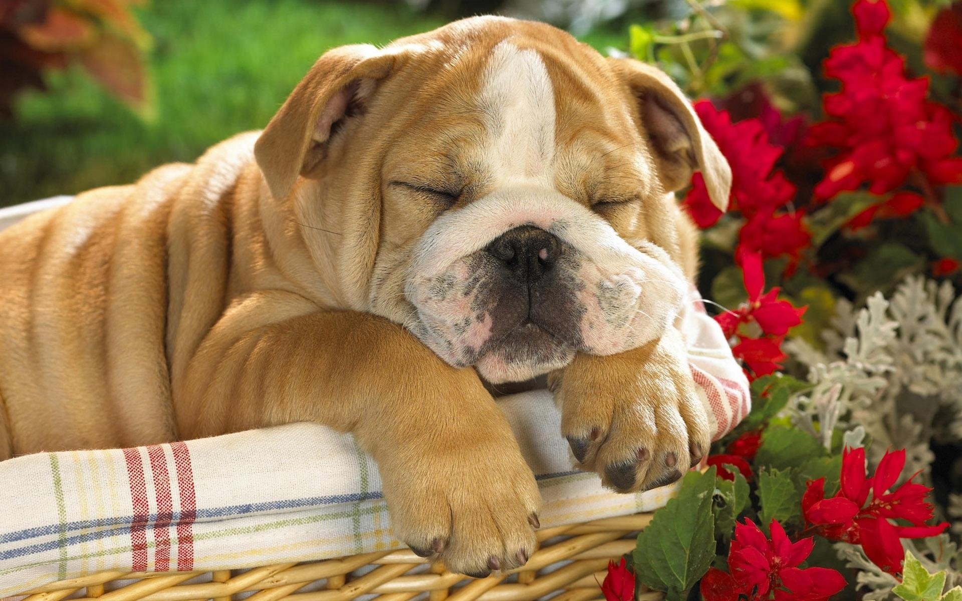 A cute puppy sleeps peacefully among vibrant flowers, showcasing tranquility and warmth. This HD wallpaper captures the heartwarming essence of a playful dog in a serene setting.