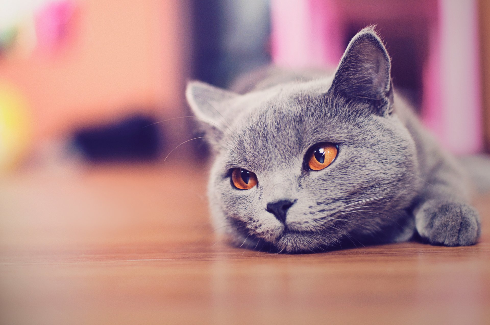 A serene gray cat with striking orange eyes lies on a warm wooden floor, captured in soft focus, making it a charming HD desktop wallpaper and background.