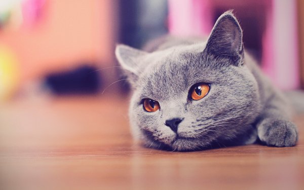 Animal Cat Cats HD Wallpaper | Background Image