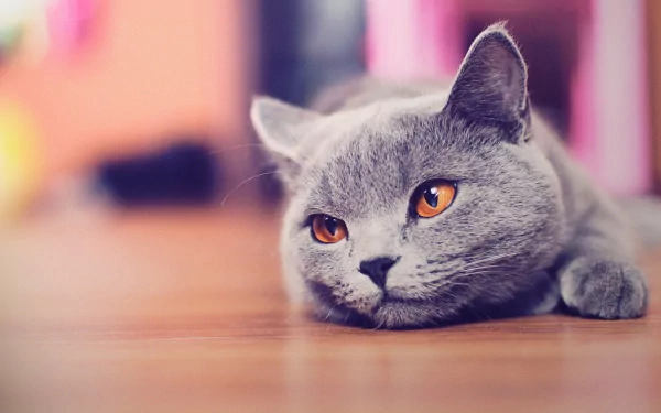 A serene gray cat with striking orange eyes lies on a warm wooden floor, captured in soft focus, making it a charming HD desktop wallpaper and background.