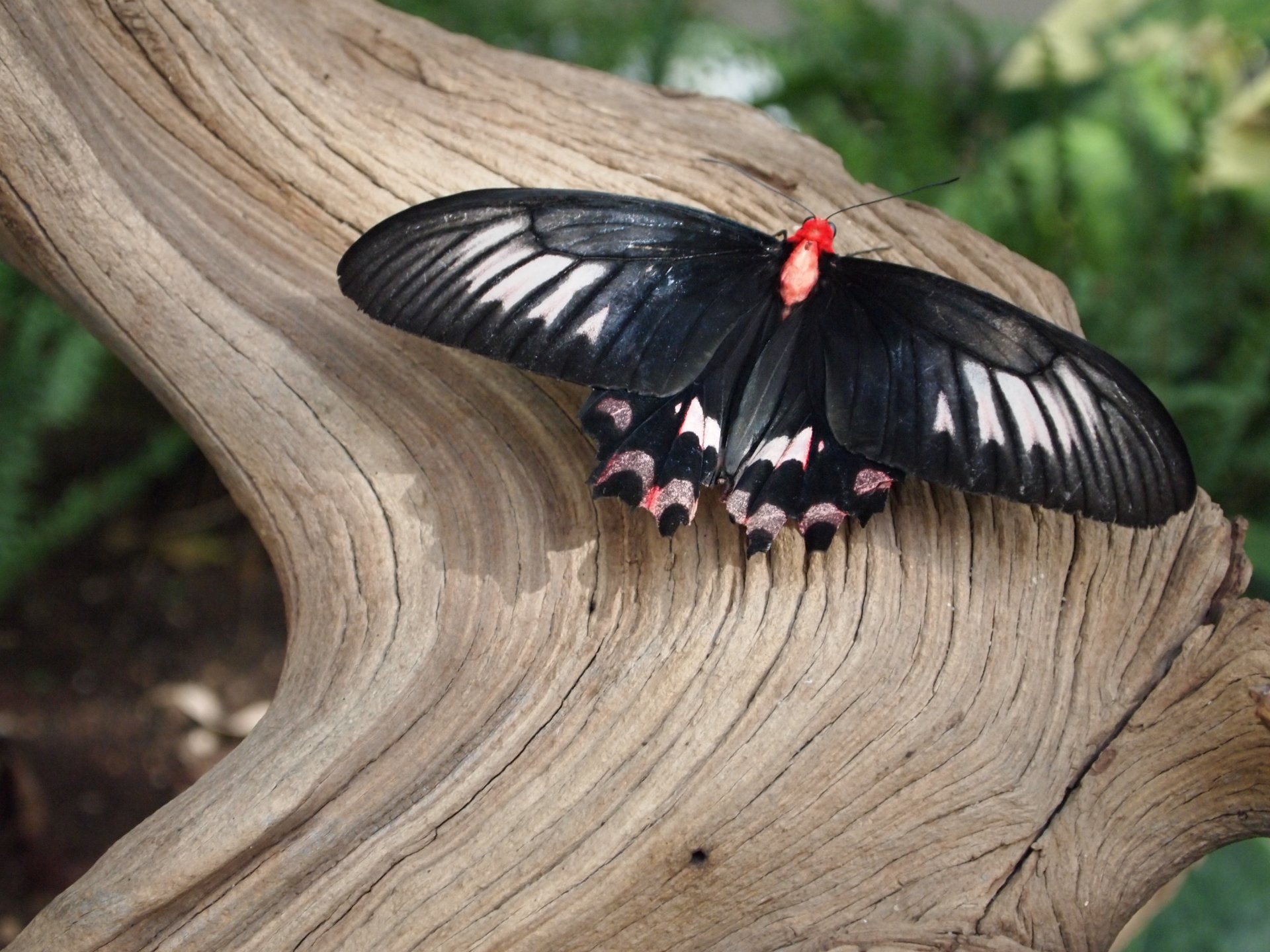 A black and white butterfly with red accents resting on textured wood, captured in stunning 4K Ultra HD detail as a PC desktop wallpaper and background.
