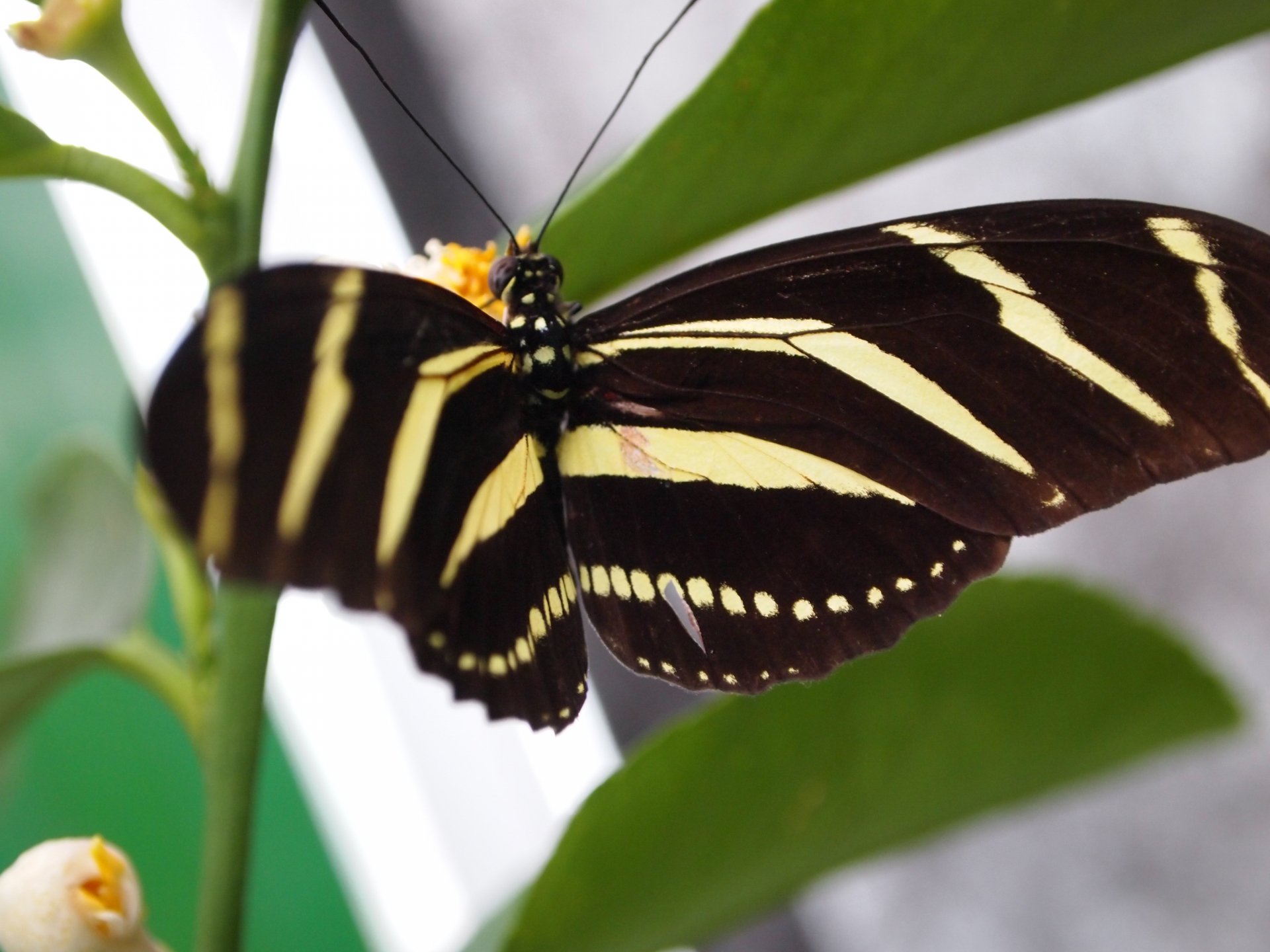 Farfalla 12 by mikevero