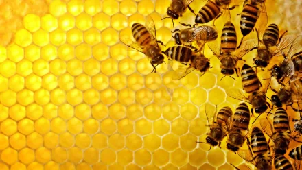 Animal bee HD Desktop Wallpaper | Background Image