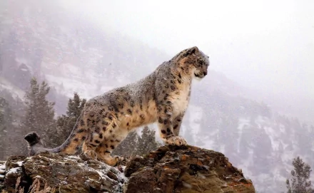 HD desktop wallpaper featuring a majestic snow leopard standing on a rocky outcrop, with a snowy mountain landscape in the background.