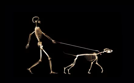 dark skeleton HD Desktop Wallpaper | Background Image