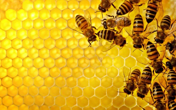 Animal bee HD Desktop Wallpaper | Background Image