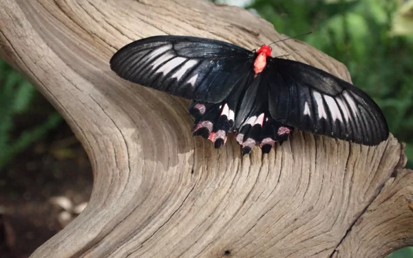 A black and white butterfly with red accents resting on textured wood, captured in stunning 4K Ultra HD detail as a PC desktop wallpaper and background.