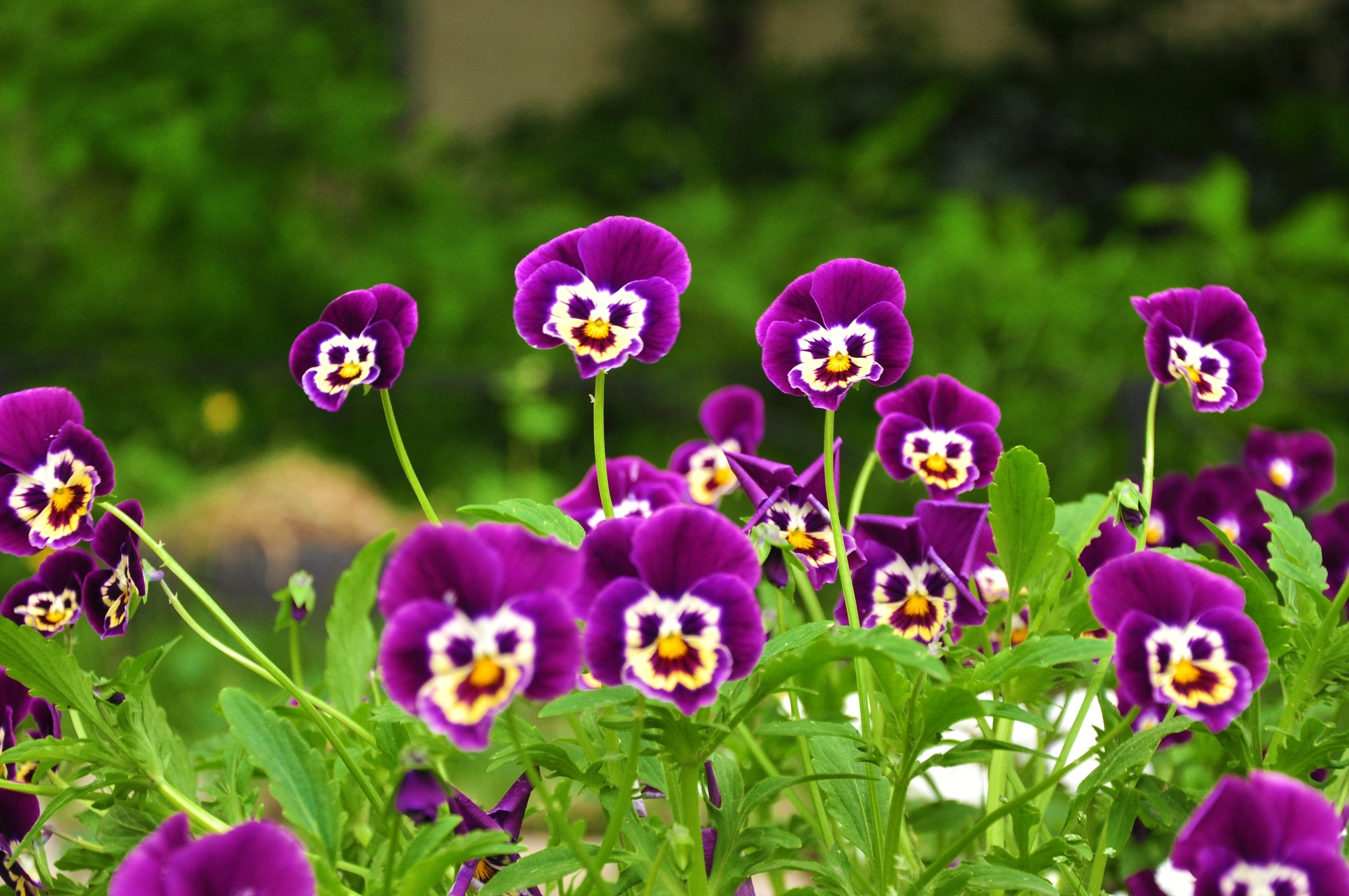 Earth Pansy HD Wallpaper | Background Image