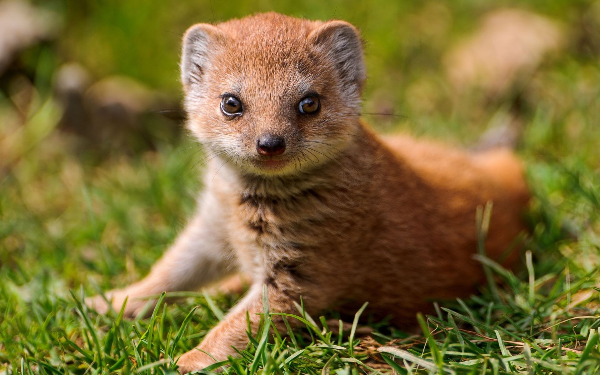 10+ Mongoose HD Wallpapers and Backgrounds