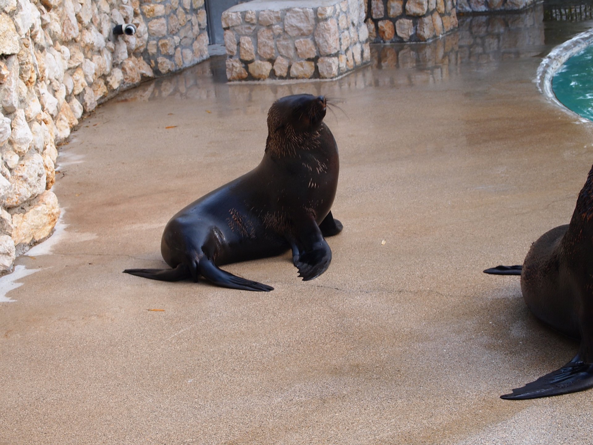 Leone marino by mikevero