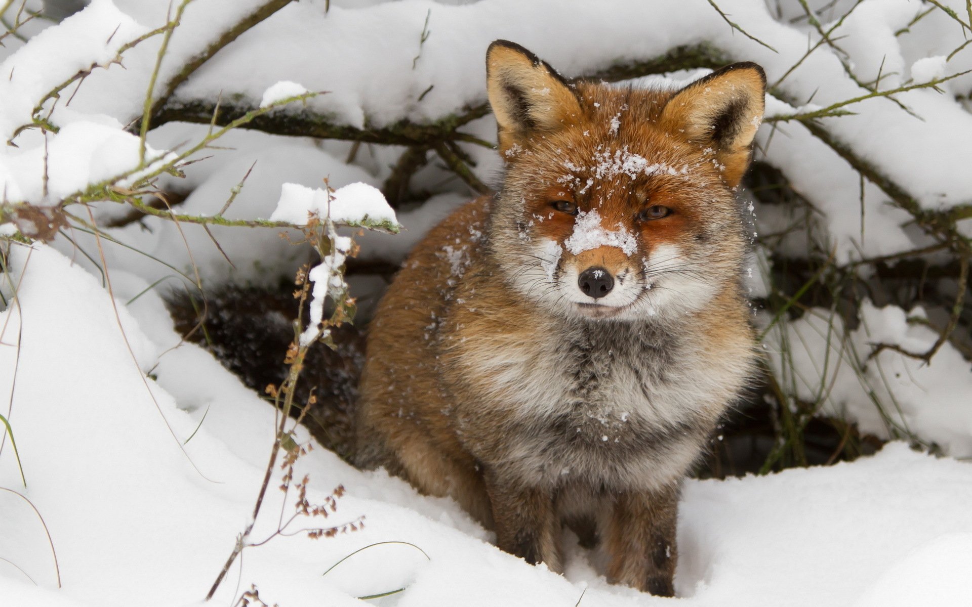 A captivating HD desktop wallpaper featuring a fox sitting amid snowy branches, showcasing its striking fur and serene expression in a winter wonderland.