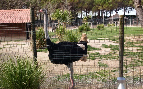 A striking ostrich stands gracefully near a fence, surrounded by greenery and a rustic building, making for an engaging HD desktop wallpaper and background.