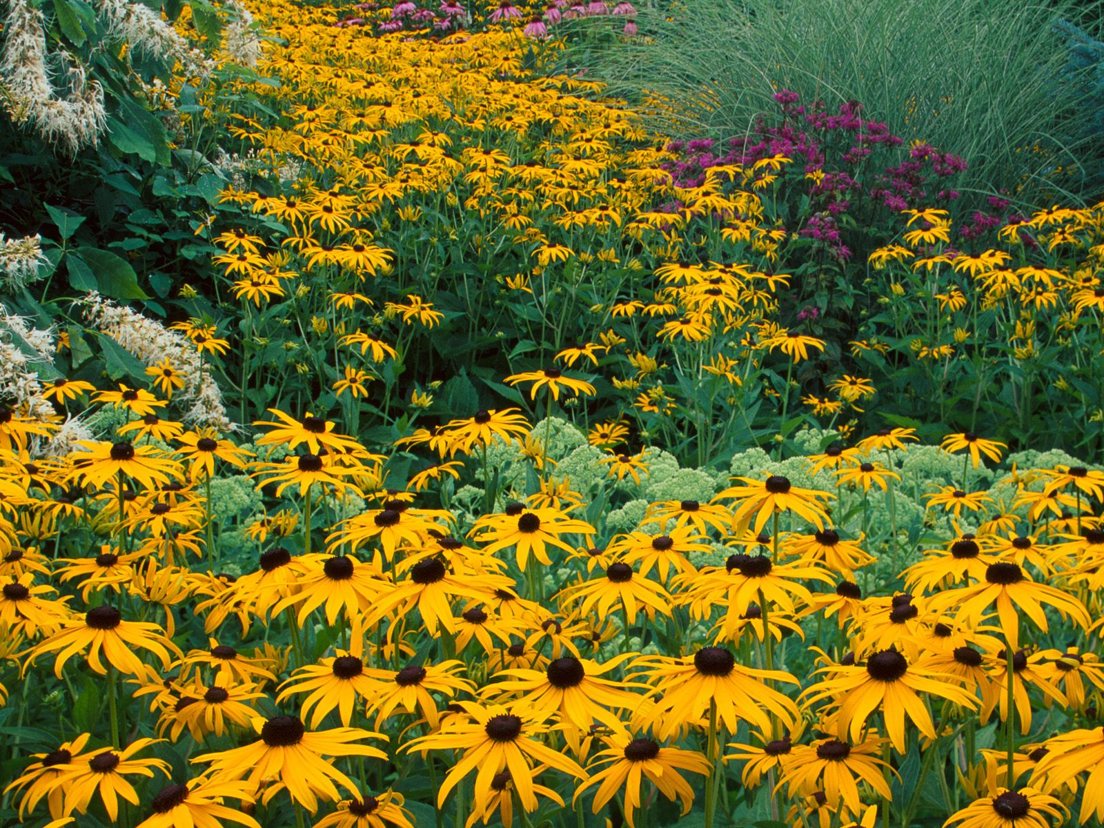 Vivid field of Black Eyed Susan flowers.