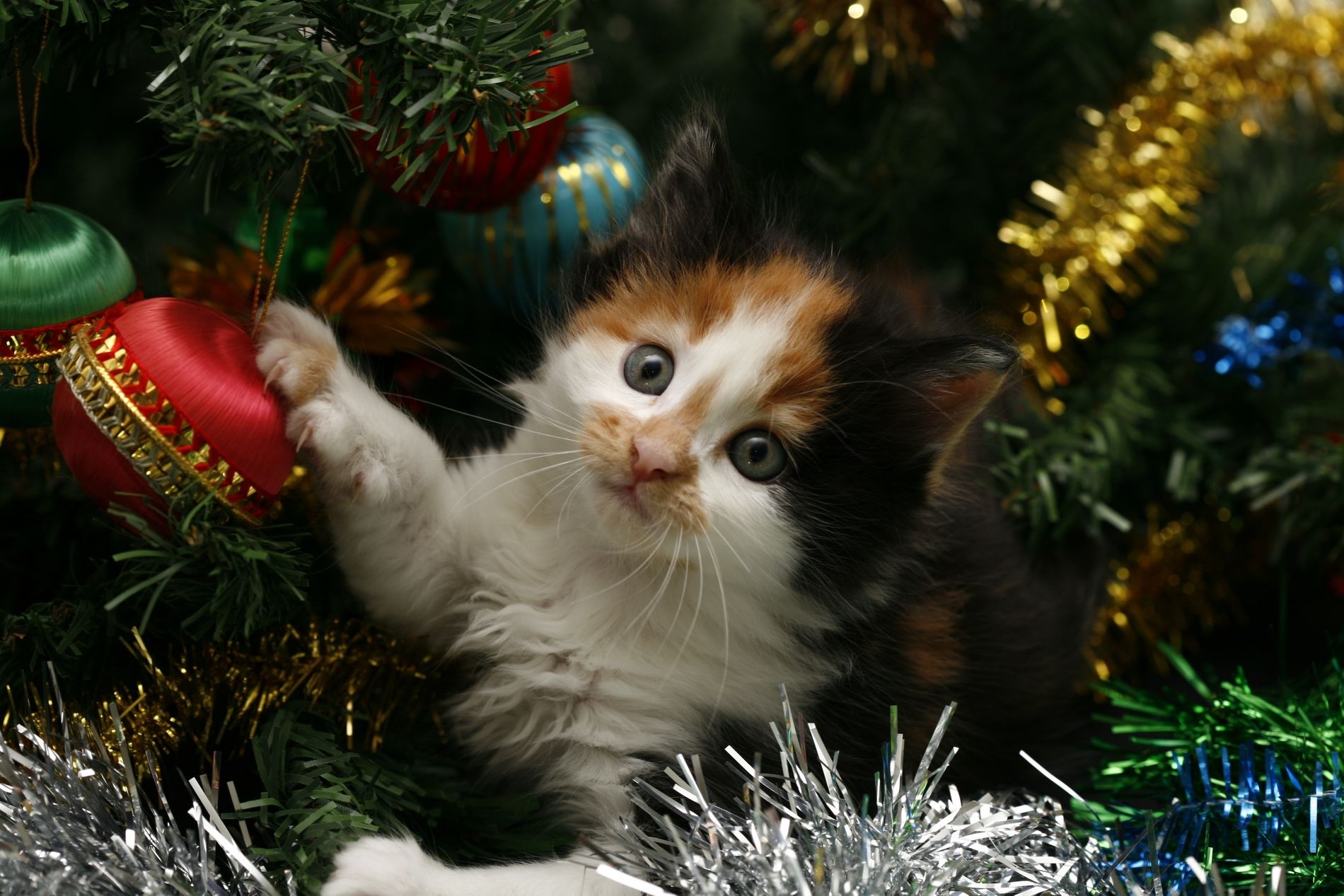 Xem những bức tranh nền với hình ảnh mèo con Giáng Sinh trong tình huống đáng yêu và tinh nghịch. Hãy để bức tranh nền này giúp bạn tìm lại niềm vui trẻ con của mình và tràn ngập không khí Noel suốt cả ngày.
