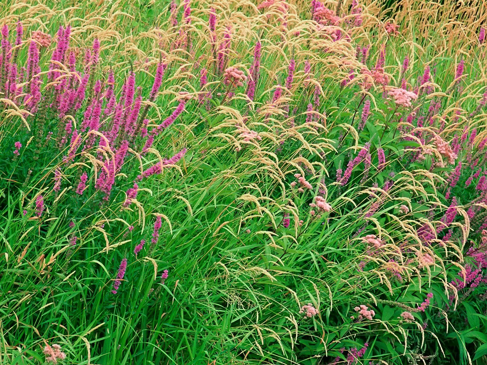 A vibrant display of pink flowers and lush green grass, showcasing the beauty of nature in this HD PC desktop wallpaper and background.