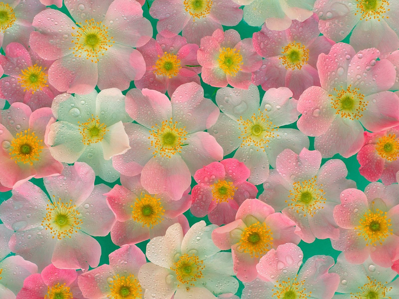 A vibrant HD wallpaper featuring a close-up of pink flowers with soft petals and droplets, set against a soothing green background, celebrating the beauty of nature.