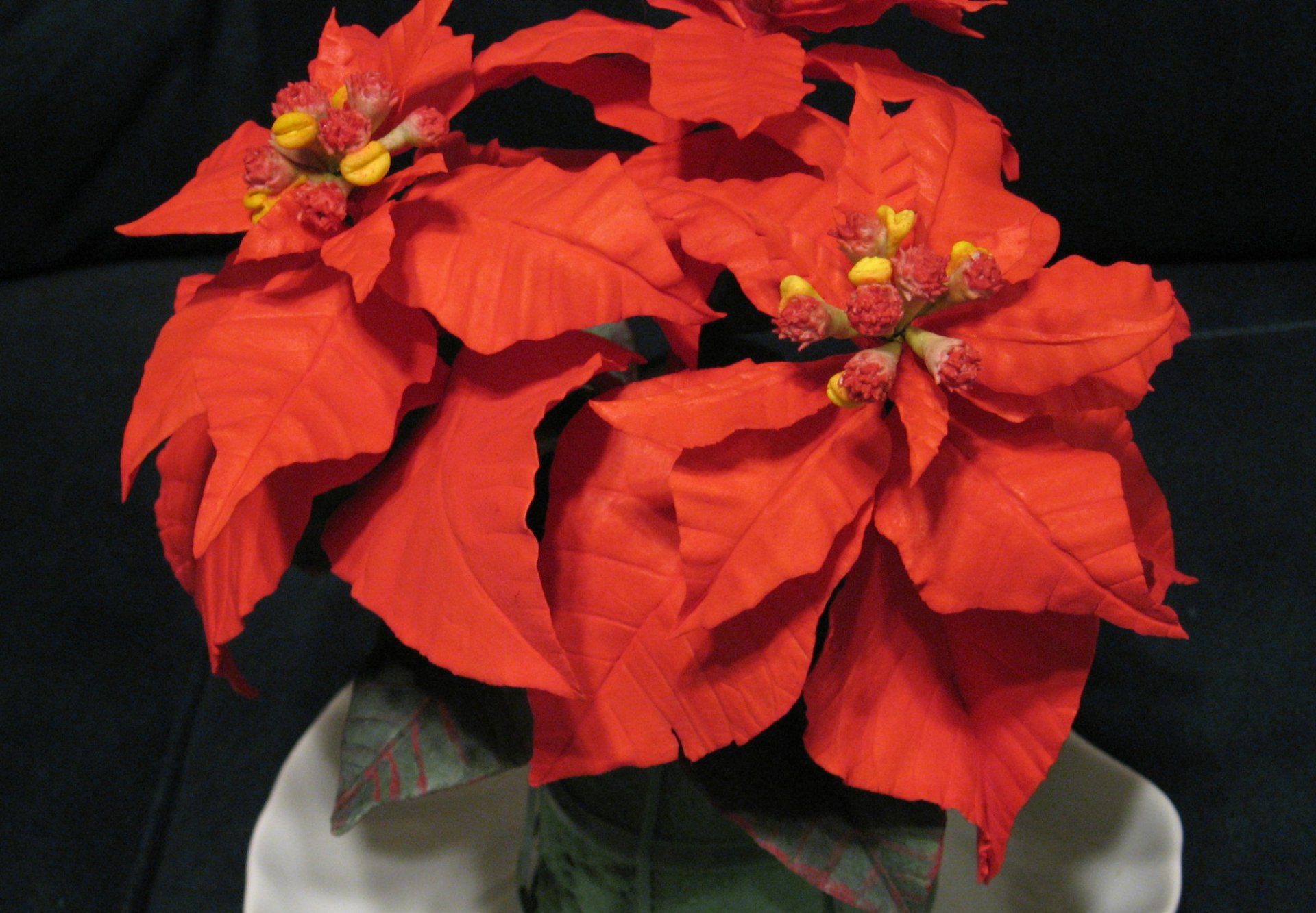 Poinsettia HD Wallpaper