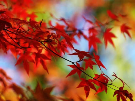 Vibrant red leaves cascade from a branch, set against a soft, blurred background of greens and blues, creating a stunning nature-themed HD desktop wallpaper.