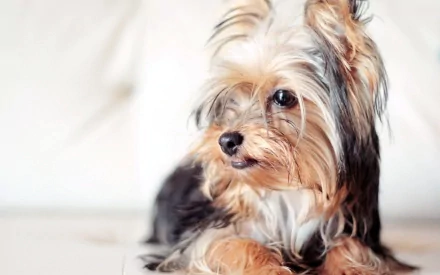 HD desktop wallpaper featuring a close-up of a Yorkshire Terrier dog with soft fur and expressive eyes against a blurred background.