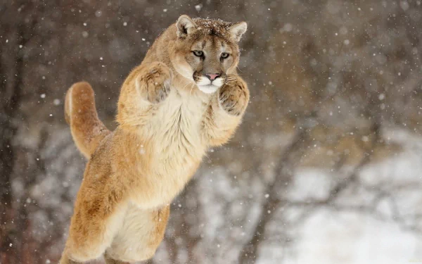 HD desktop wallpaper of a cougar mid-leap in a snowy forest setting, showcasing the animal’s agility and focused expression.