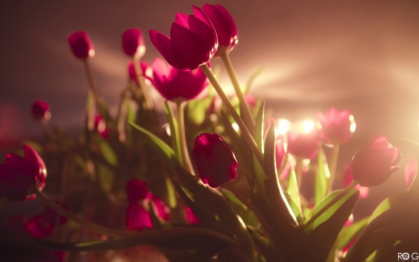 light flower nature tulip HD Desktop Wallpaper | Background Image