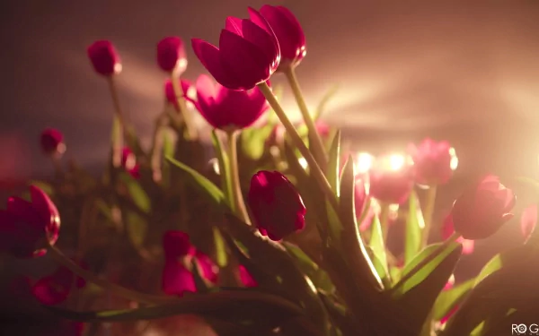 A vibrant display of pink tulips bathed in soft light, capturing the beauty of nature. This HD wallpaper creates a serene backdrop for any desktop.