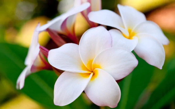 Close-up of white frangipani flowers with yellow centers against a blurred green and brown natural background, presented as an HD PC desktop wallpaper.