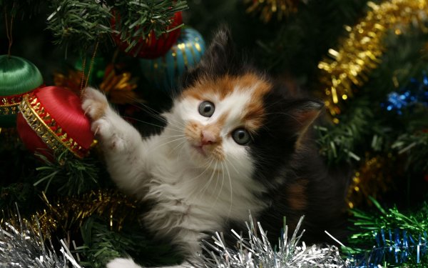 Vacances Noël Chat Mignon Kitten Christmas Ornaments Fond d'écran HD | Image