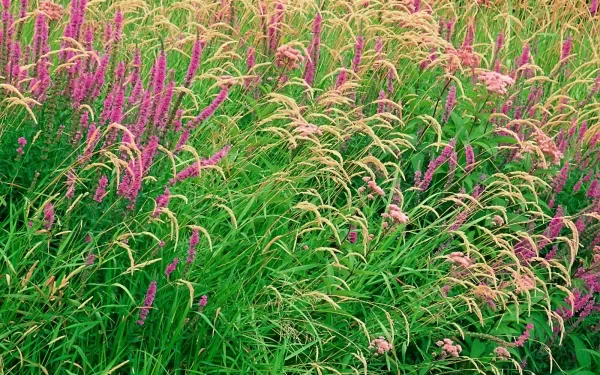 A vibrant display of pink flowers and lush green grass, showcasing the beauty of nature in this HD PC desktop wallpaper and background.