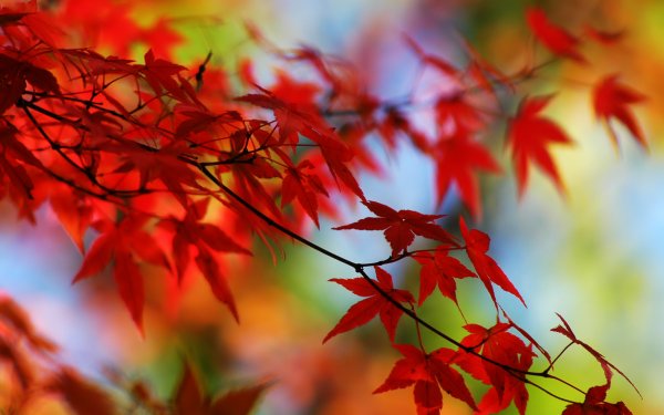 1400+ Leaf HD Wallpapers | Background Images