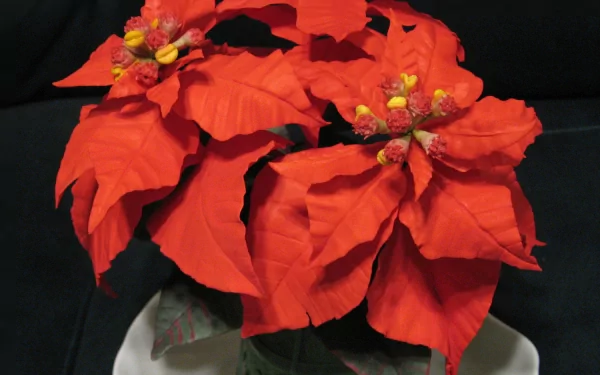 flower nature poinsettia HD Desktop Wallpaper | Background Image