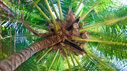 nature palm tree HD Desktop Wallpaper | Background Image