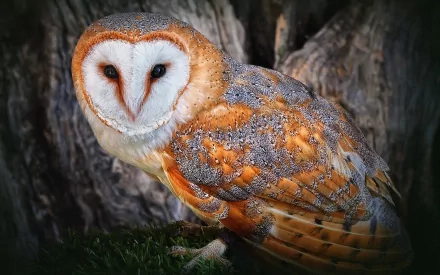HD desktop wallpaper featuring a close-up of a barn owl with detailed feathers perched in front of a dark, textured tree background.