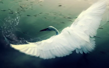 HD PC desktop wallpaper featuring a graceful swan gliding over tranquil water with delicate ripples and soft lighting.