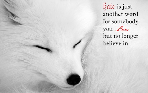 Animal Arctic Fox Dogs Quote HD Wallpaper | Background Image