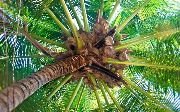nature palm tree HD Desktop Wallpaper | Background Image