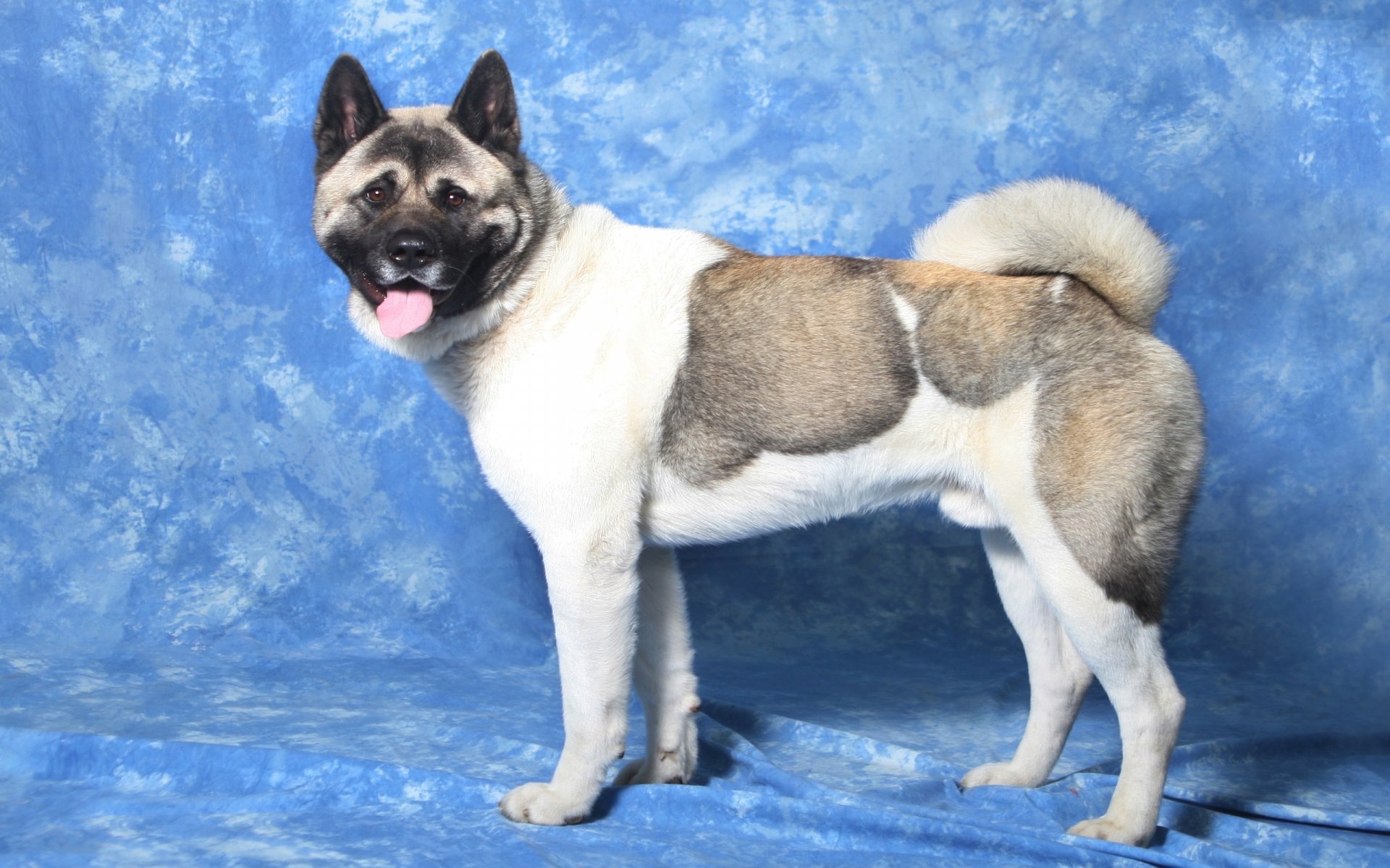 HD PC desktop wallpaper featuring a standing Akita dog against a textured blue background.