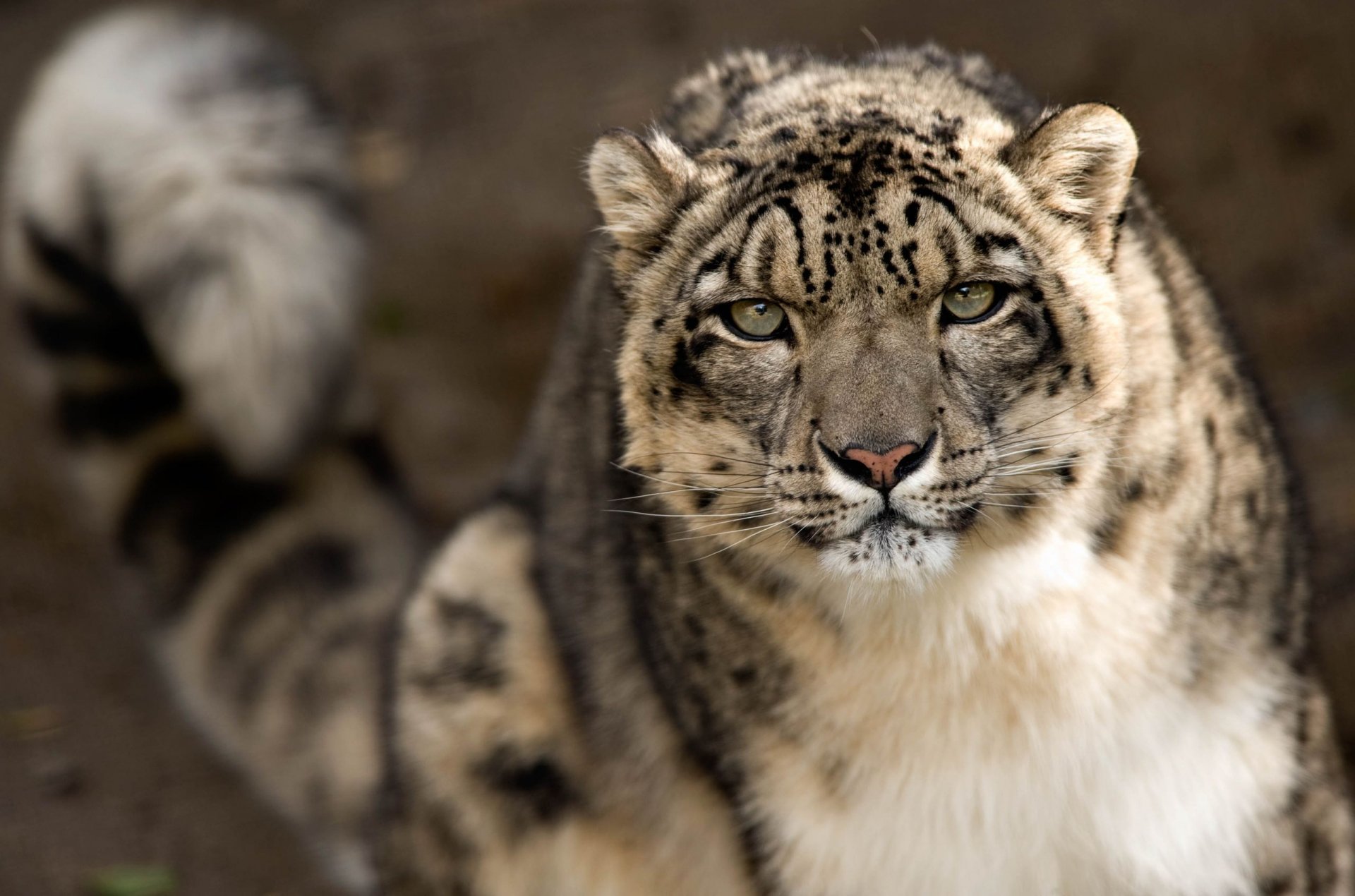 Close-up of an animal: a snow leopard's muzzle and stare, high-detail 2K Quad HD PC desktop wallpaper and background.