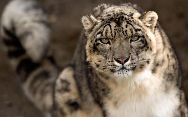 Close-up of an animal: a snow leopard's muzzle and stare, high-detail 2K Quad HD PC desktop wallpaper and background.