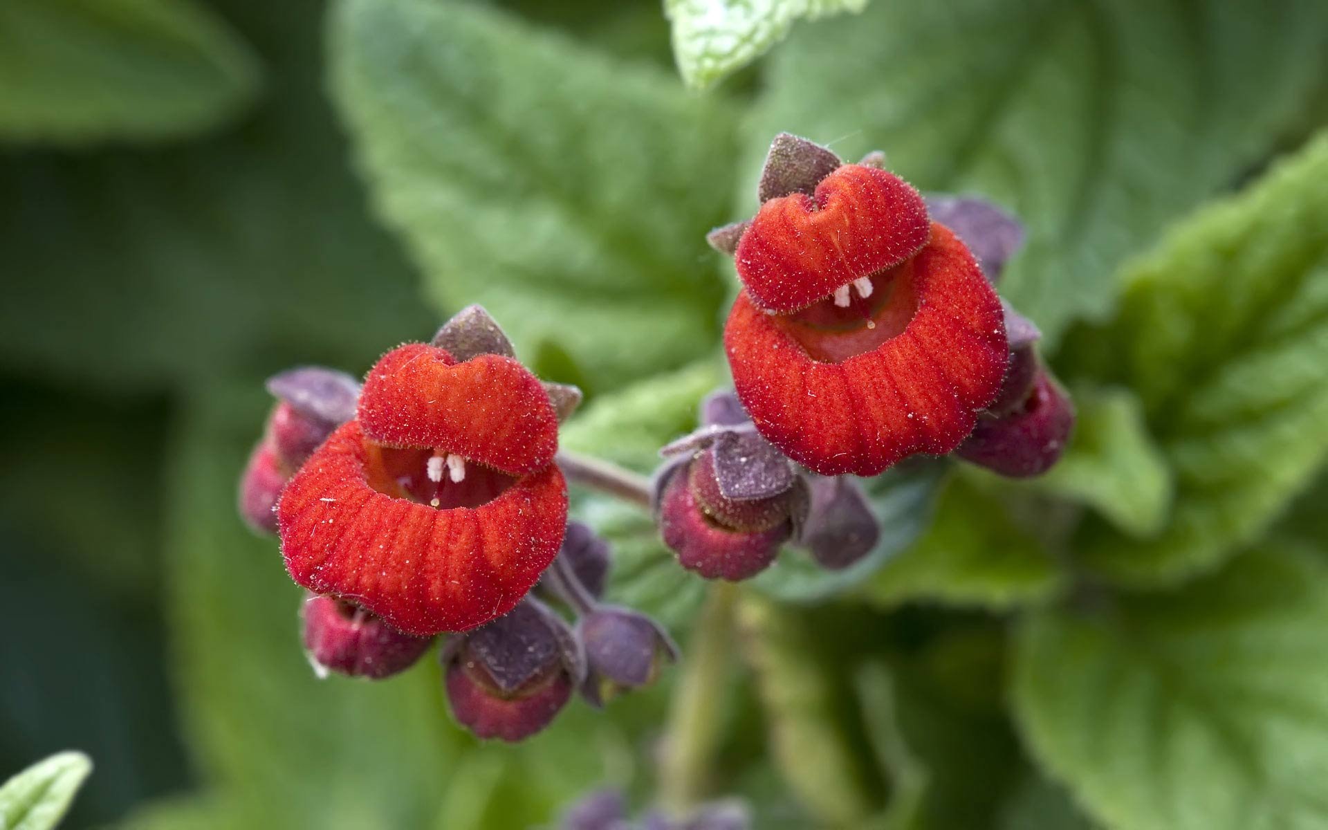 Download Red Flower Nature Flower HD Wallpaper