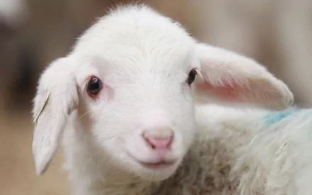  Lamb