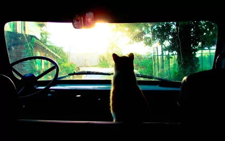 A cat sits inside a car, gazing out at a sunlit natural landscape, captured in an HD desktop wallpaper showcasing the blend of animal and nature themes.