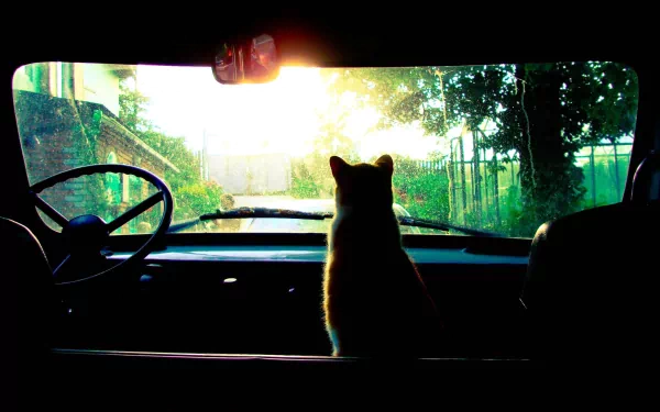 A cat sits inside a car, gazing out at a sunlit natural landscape, captured in an HD desktop wallpaper showcasing the blend of animal and nature themes.