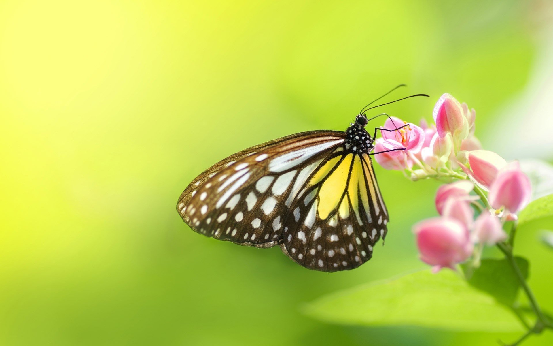 Download Animal Butterfly HD Wallpaper