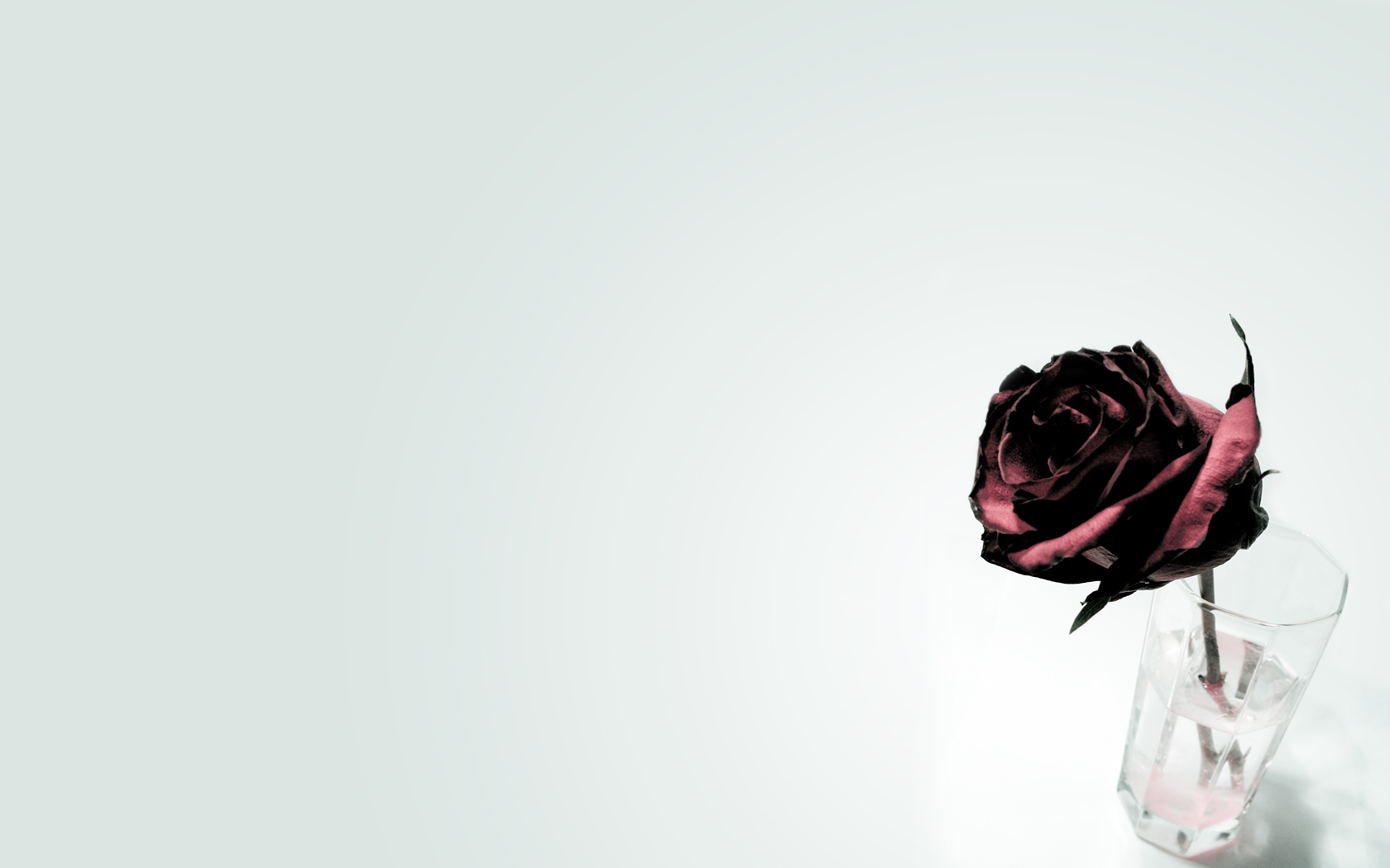 Menschengemacht Blume HD Wallpaper | Hintergrund