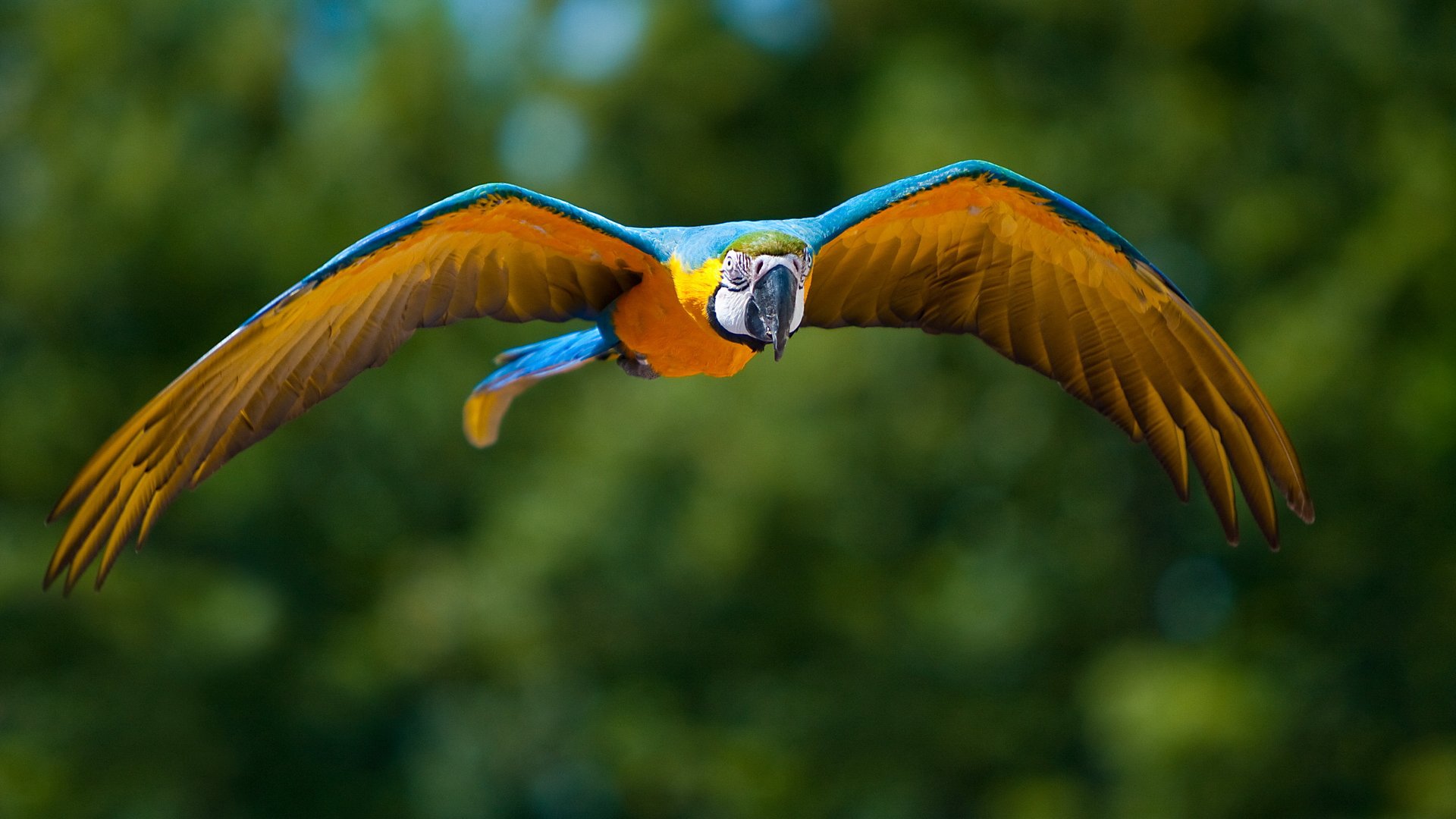Download Animal Blue And Yellow Macaw Blue And Yellow Macaw Hd Wallpaper