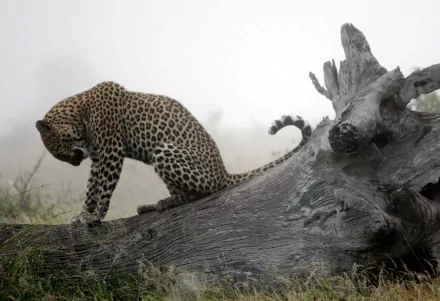 HD desktop wallpaper featuring a leopard perched on a large fallen tree trunk in a misty natural setting.