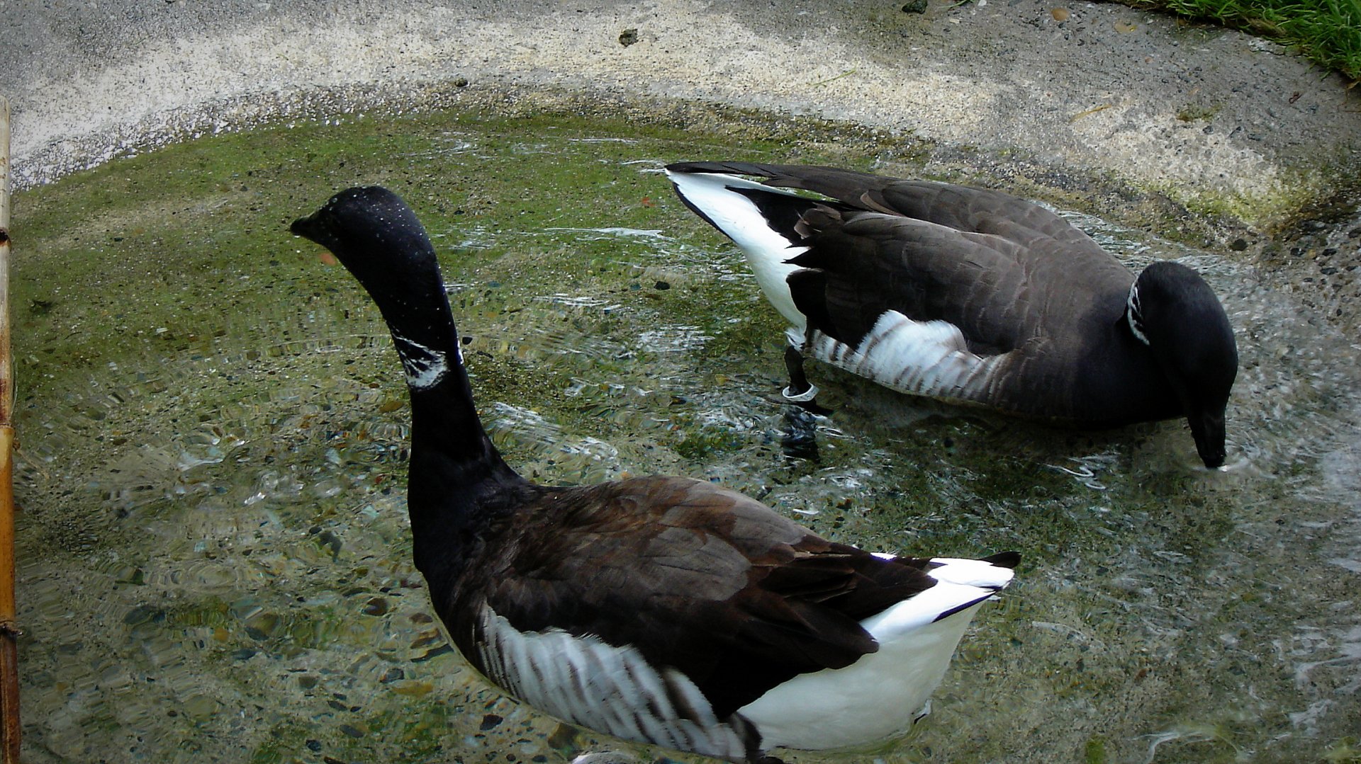 Pecking Order by arty0850