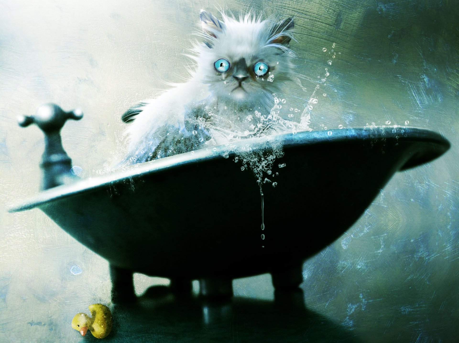 A whimsical HD desktop wallpaper featuring a fluffy cat with striking blue eyes splashing playfully in a basin, capturing an artistic moment of feline curiosity.