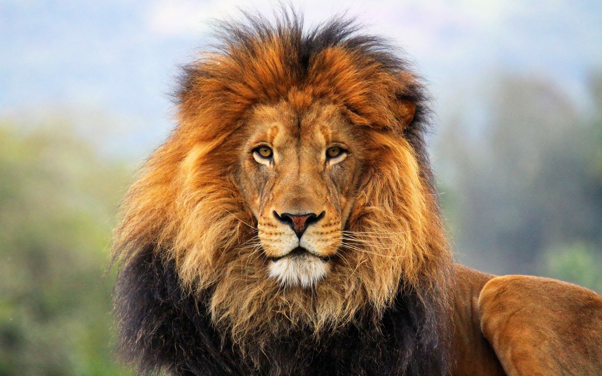 hd lion wallpapers download